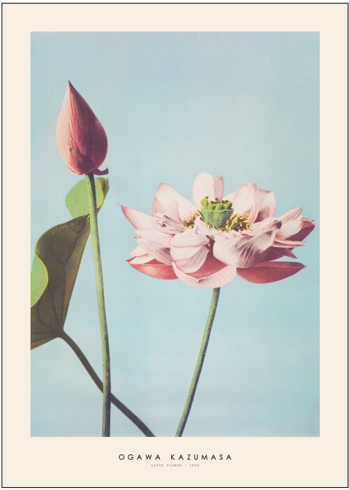 Ogawa Kazumasa plakat Lotus Flower