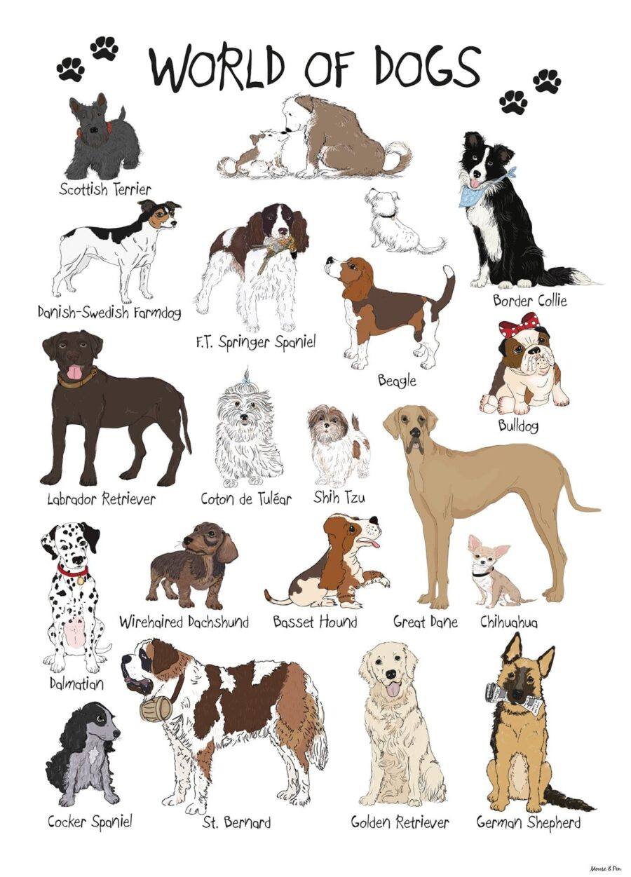Hunde plakat med 18 af de mest populære hunderacer fra labrador til chihuahua
