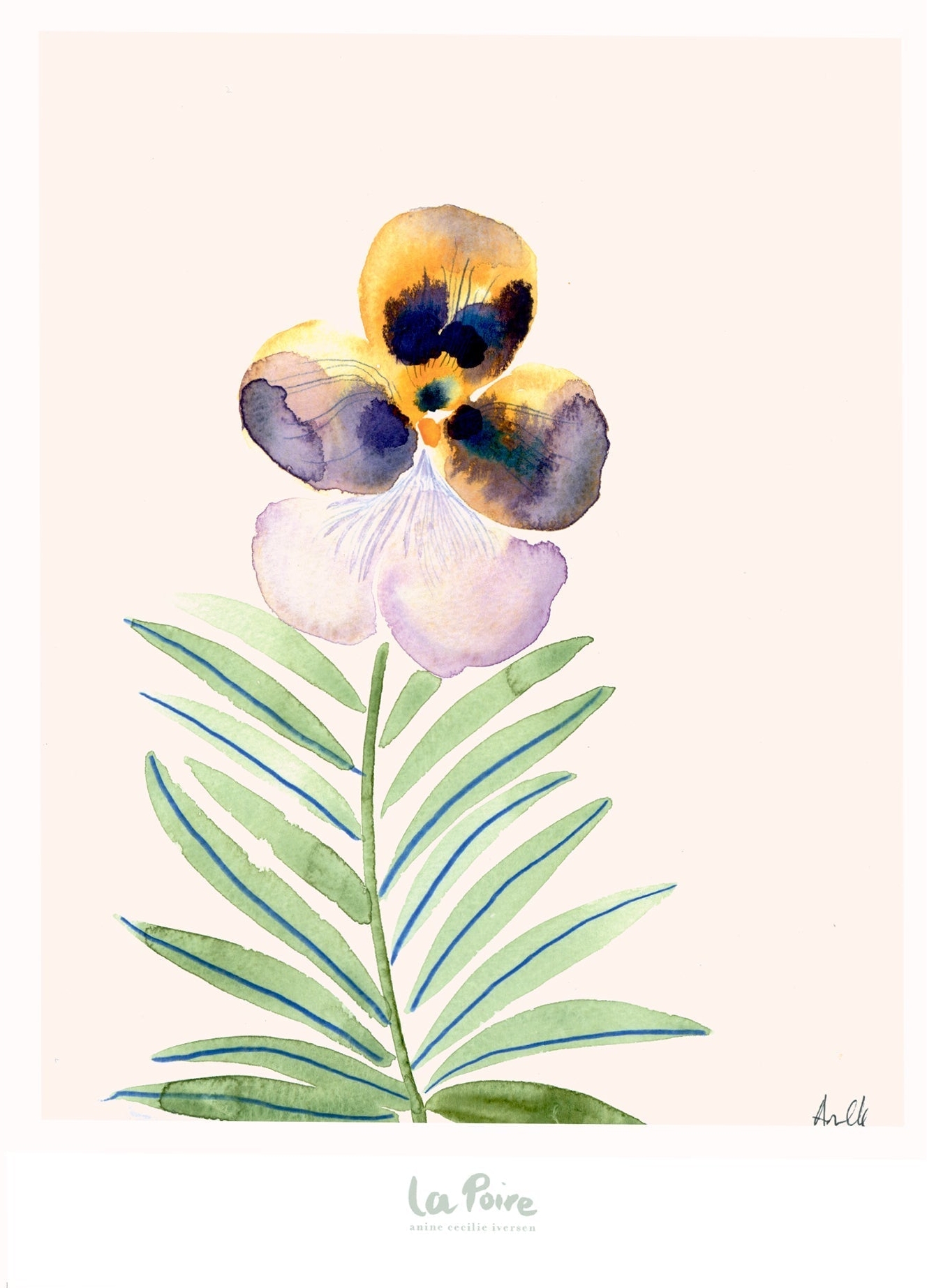 Pansy II - La Poire